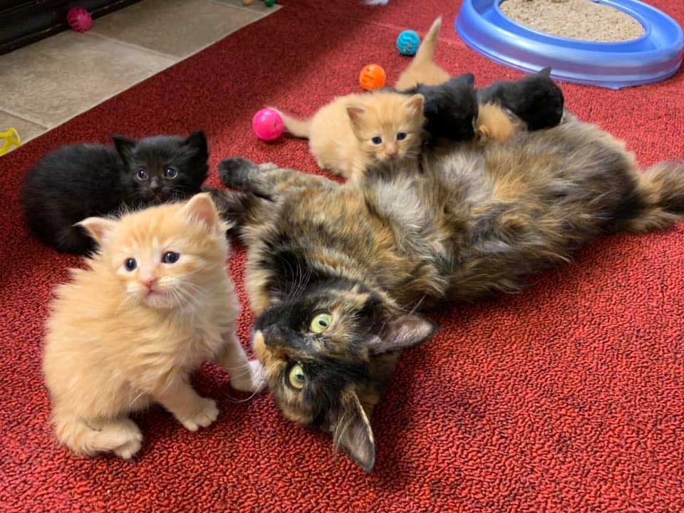 cat approached family drain protect kittens