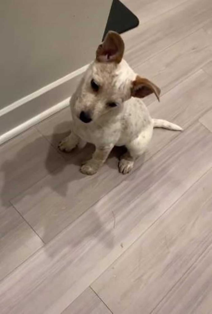 deaf puppy invents his own way of communicating