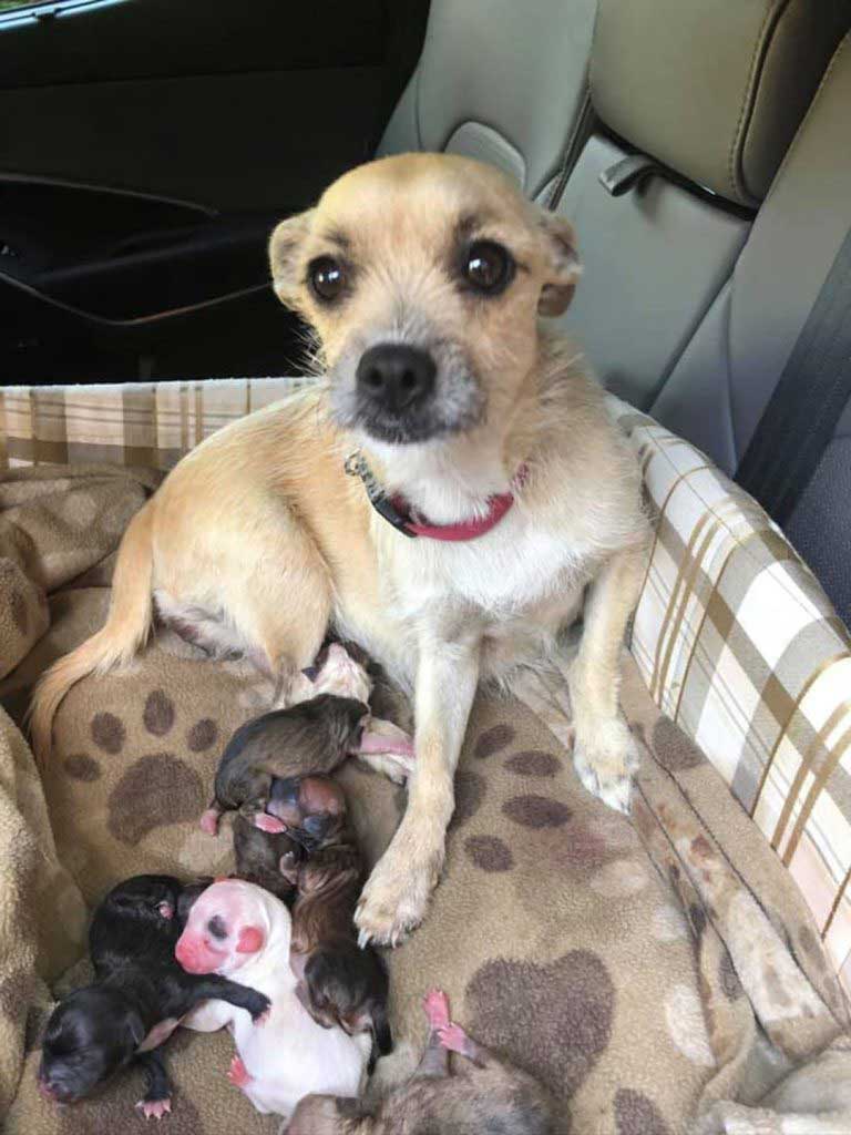 dog gave birth back car rescued