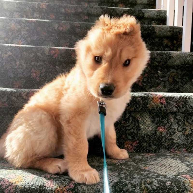 ear puppy looks like golden unicorn
