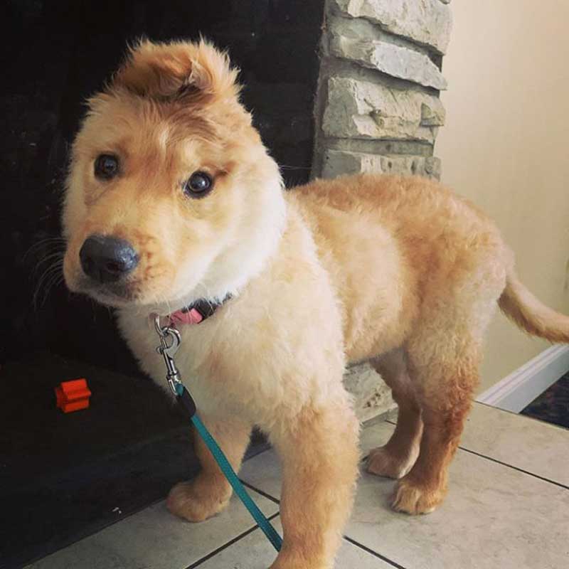 ear puppy looks like golden unicorn