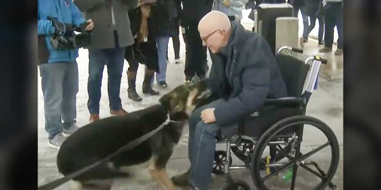 german shepherd touching reunion owner stroke