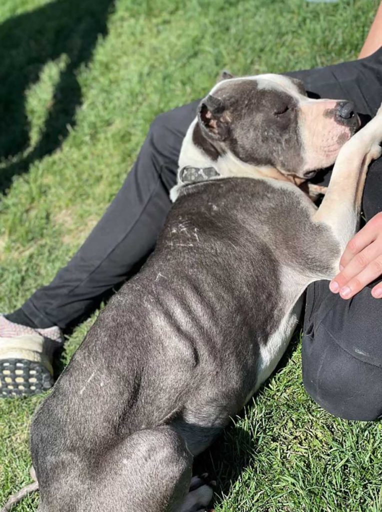 grateful shelter dog thanks all her rescuers with loving hugs