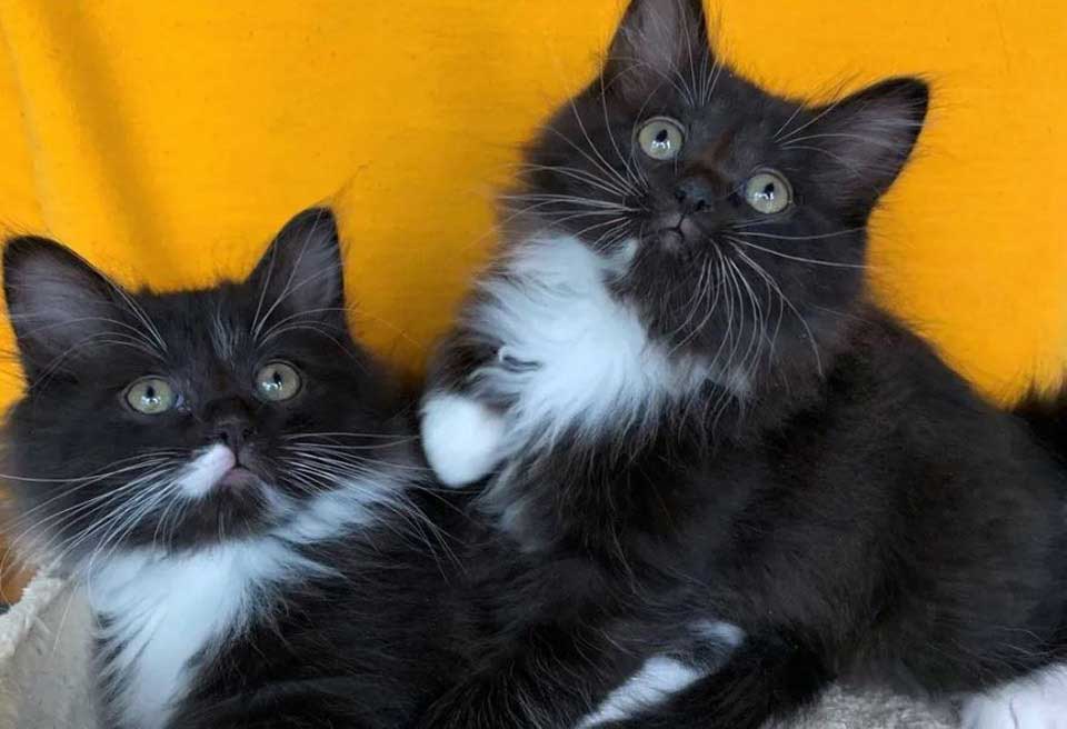 inseparable twin kittens family