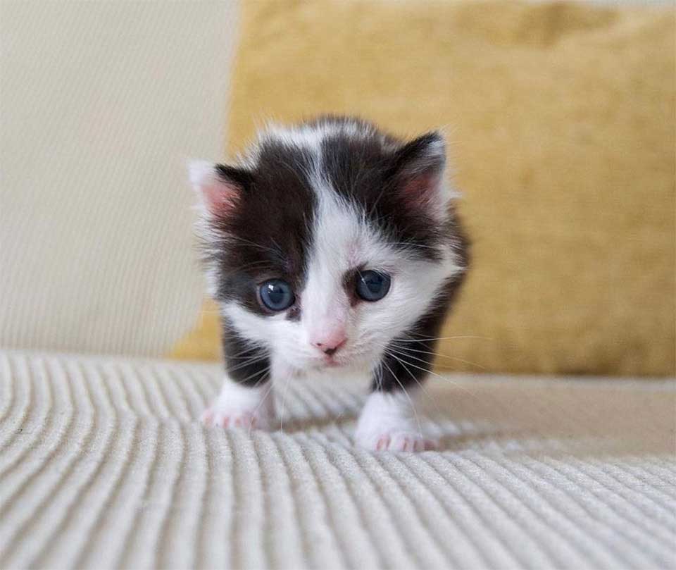 kitten looks like panda thriving after found box