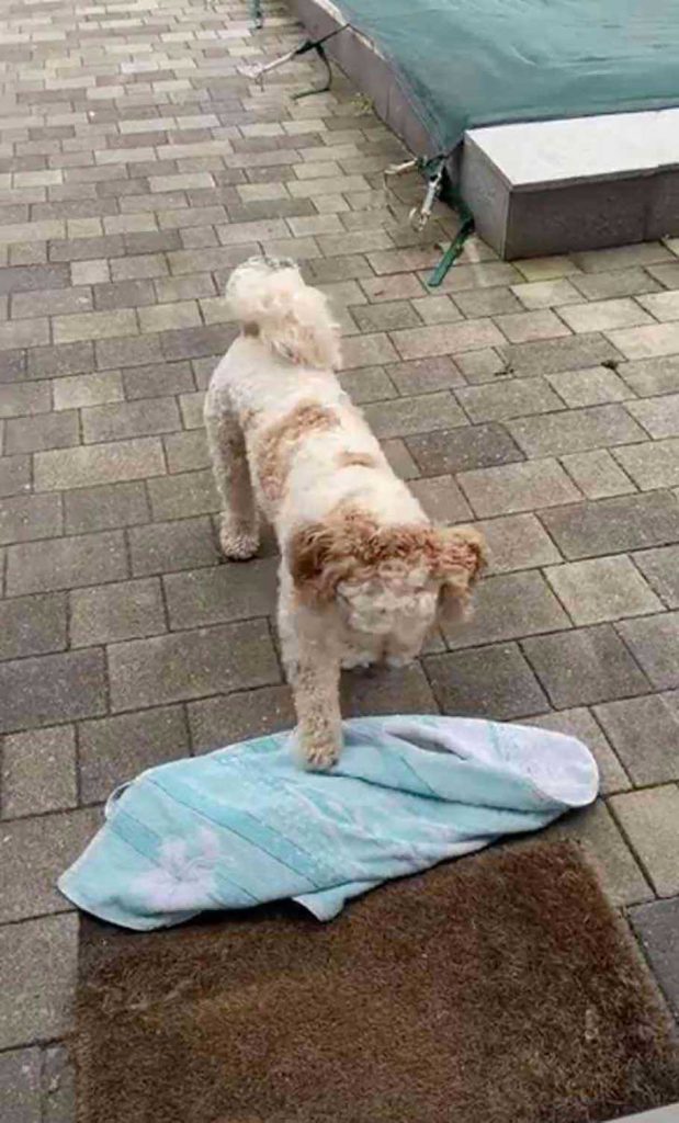 little dog learned clean paws before entering house