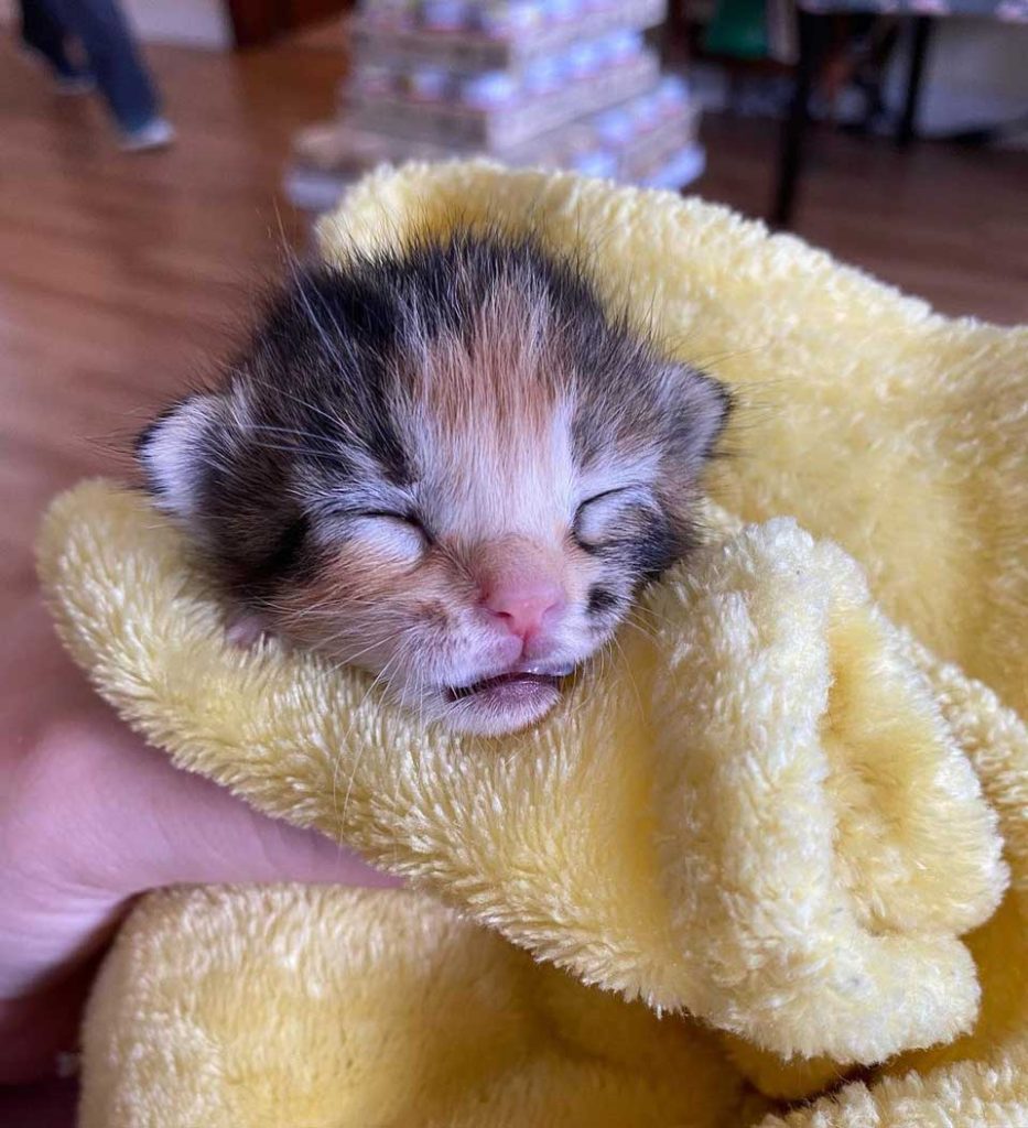 little three-legged kitten recovers