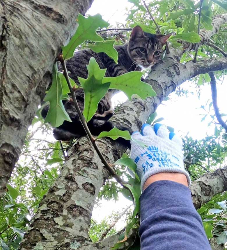 man devotes his life to saving cats from trees