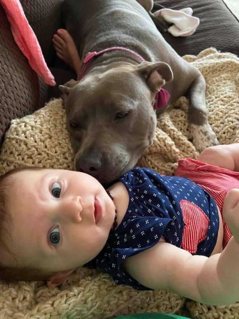 pitbull always check new little sister