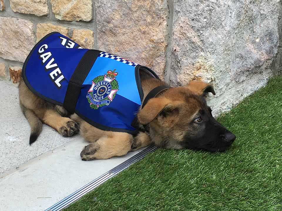 police puppy kicked out school too cuddly