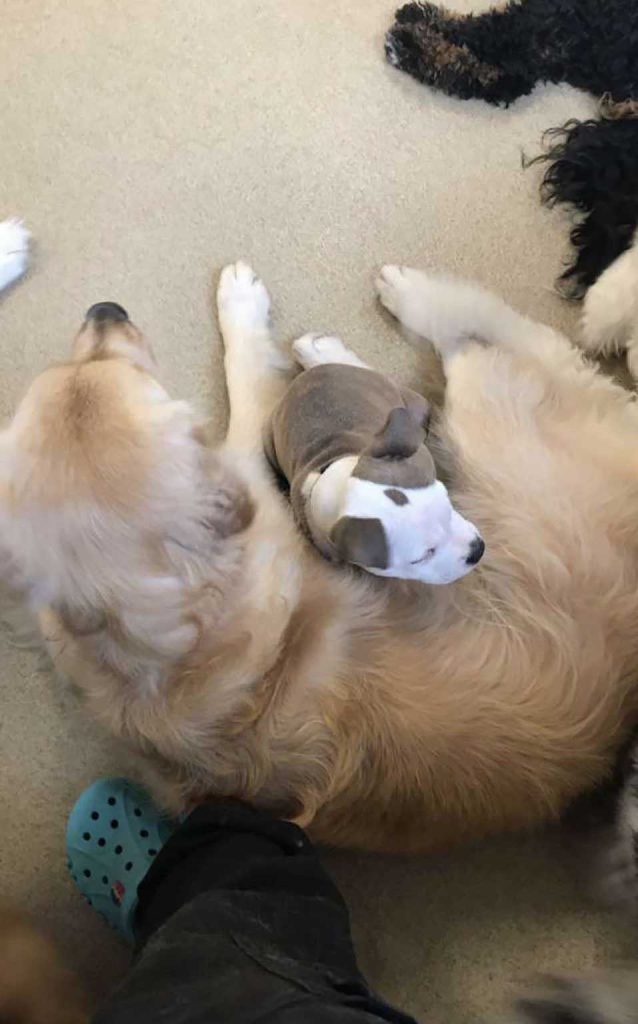 puppy friend fluffy dogs daycare pillow