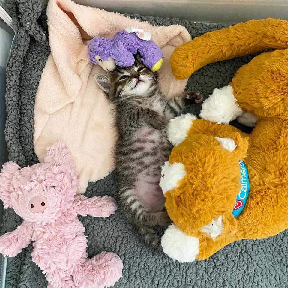 rescued kitten carries stuffed lamb where she goes