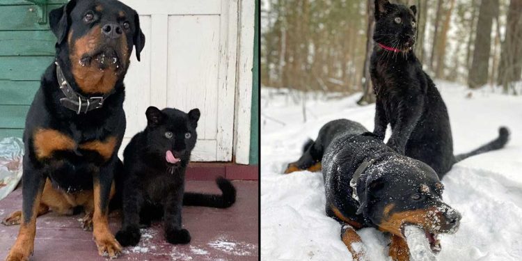 rottweiler rescued panther best friend
