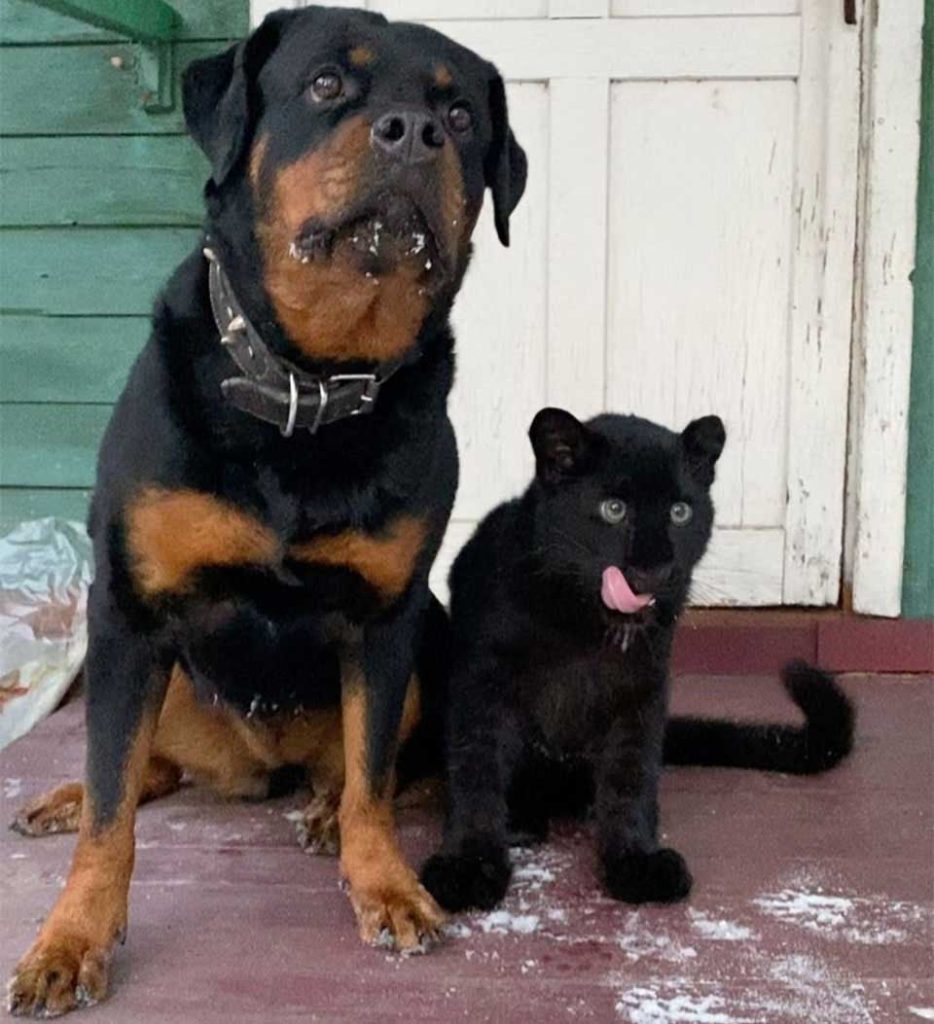 rottweiler rescued panther best friend