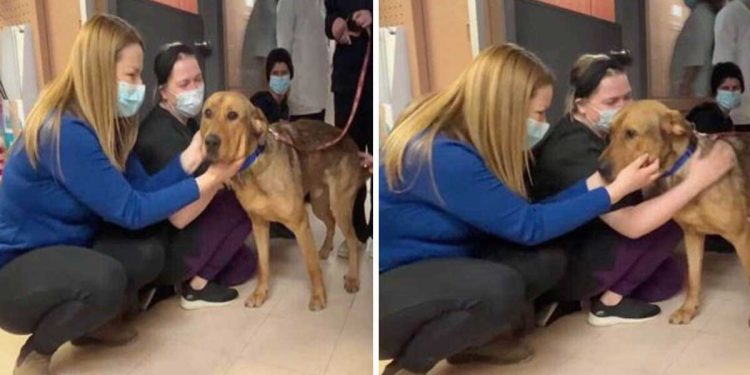 shelter dog said goodbye carers before going new owner