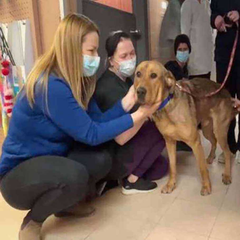 shelter dog said goodbye carers before going new owner