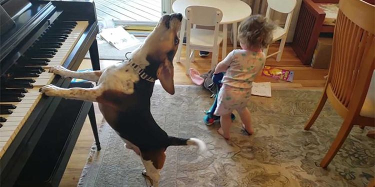 video girl dancing while a dog plays the piano