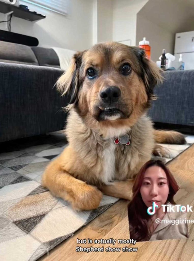 woman buys a dog thinking shih tzu
