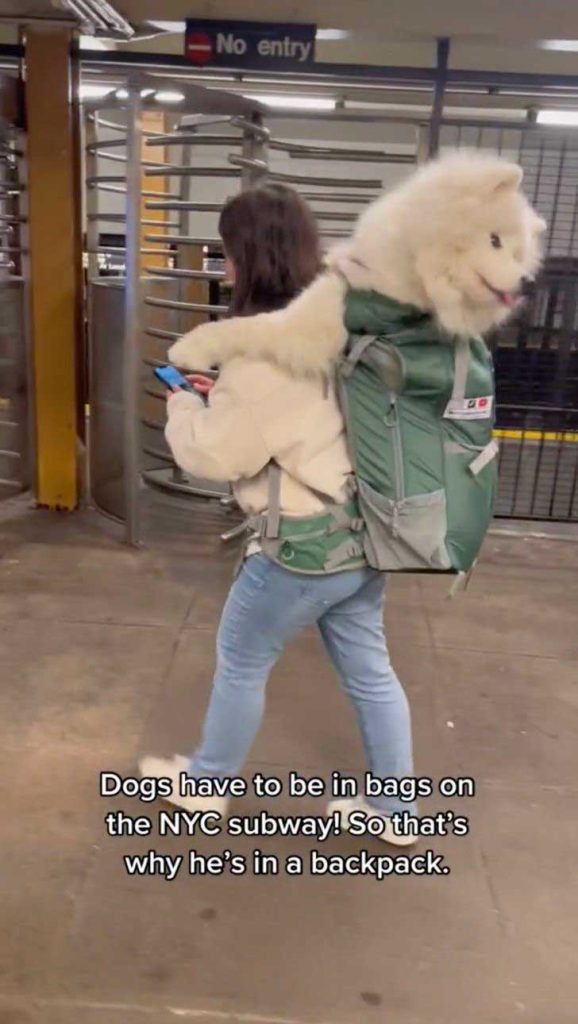 woman carries giant dog back escape rule pets subway