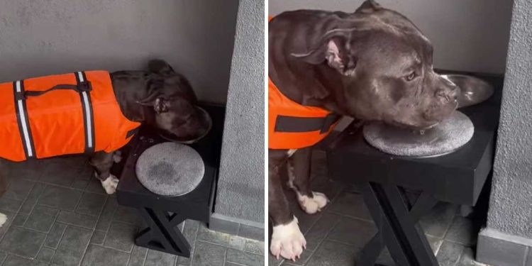 A Well-Behaved Dog Wipes Its Muzzle Every Time He Drinks Water