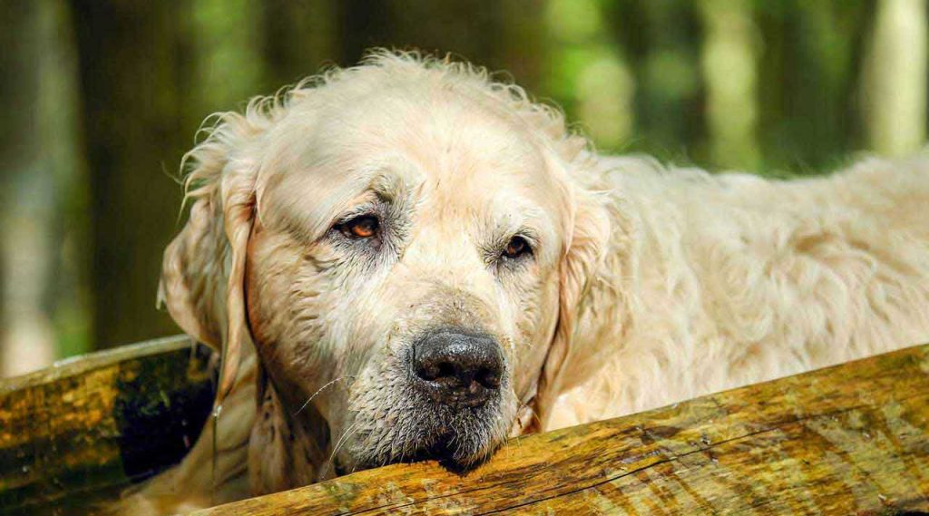 Caring For Senior Dogs - Make Your Old Dog Comfortable