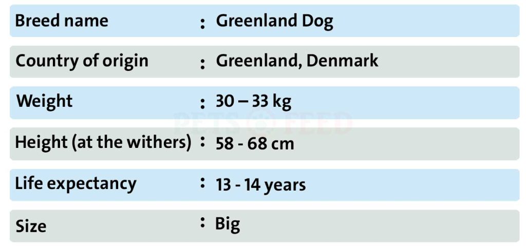 Dog sheet Greenland Dog