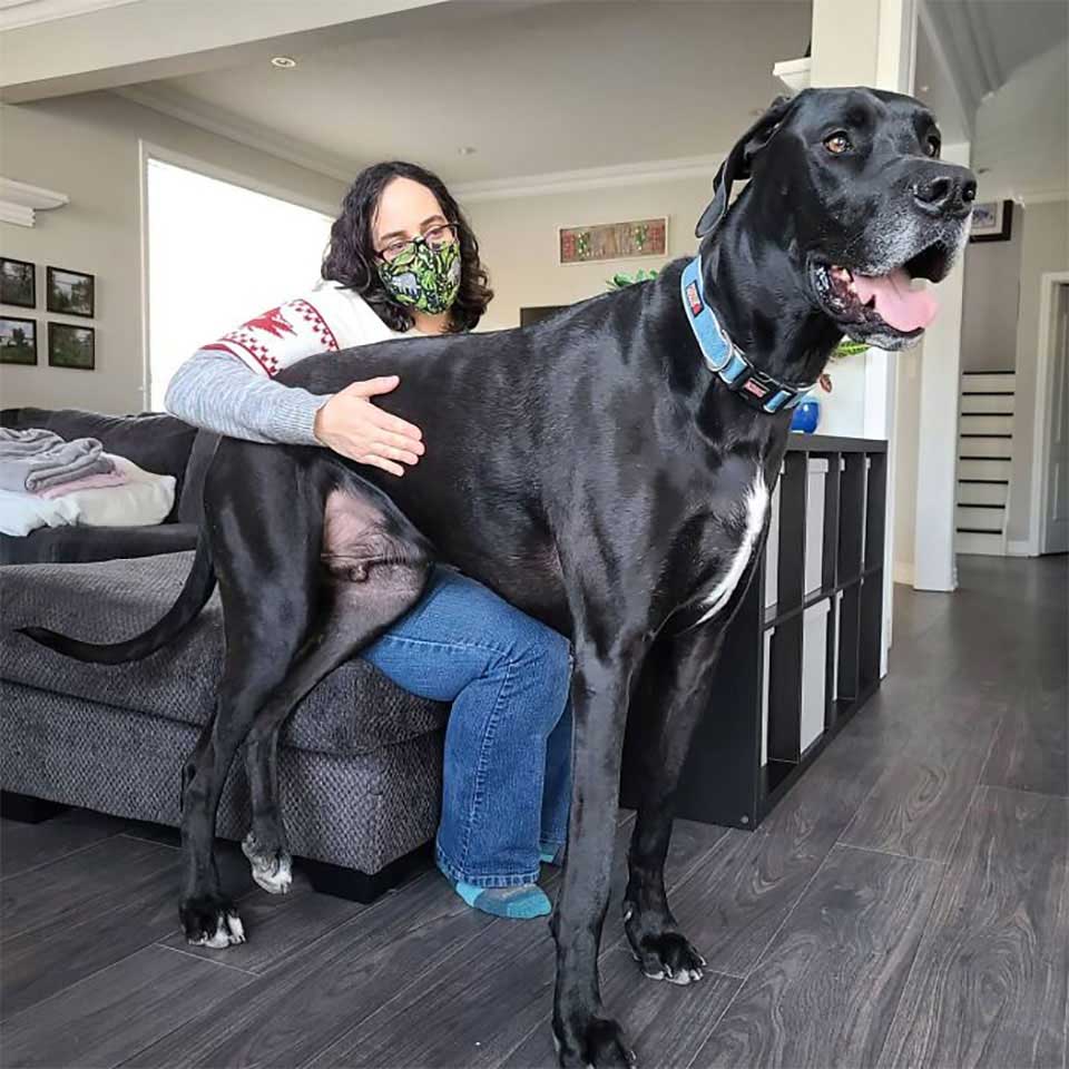 150lb Great Dane Dog Makes Best Foster Parent