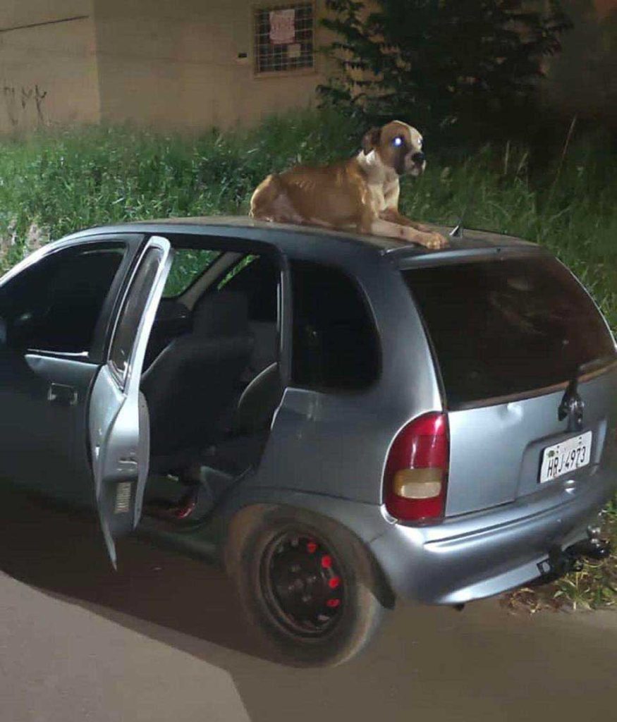 boy finds stolen car now comes dog
