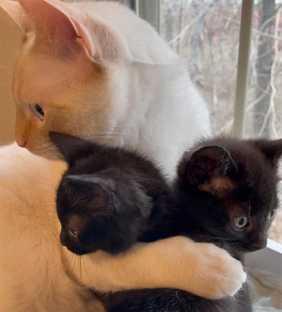 cat accepts kittens as its own