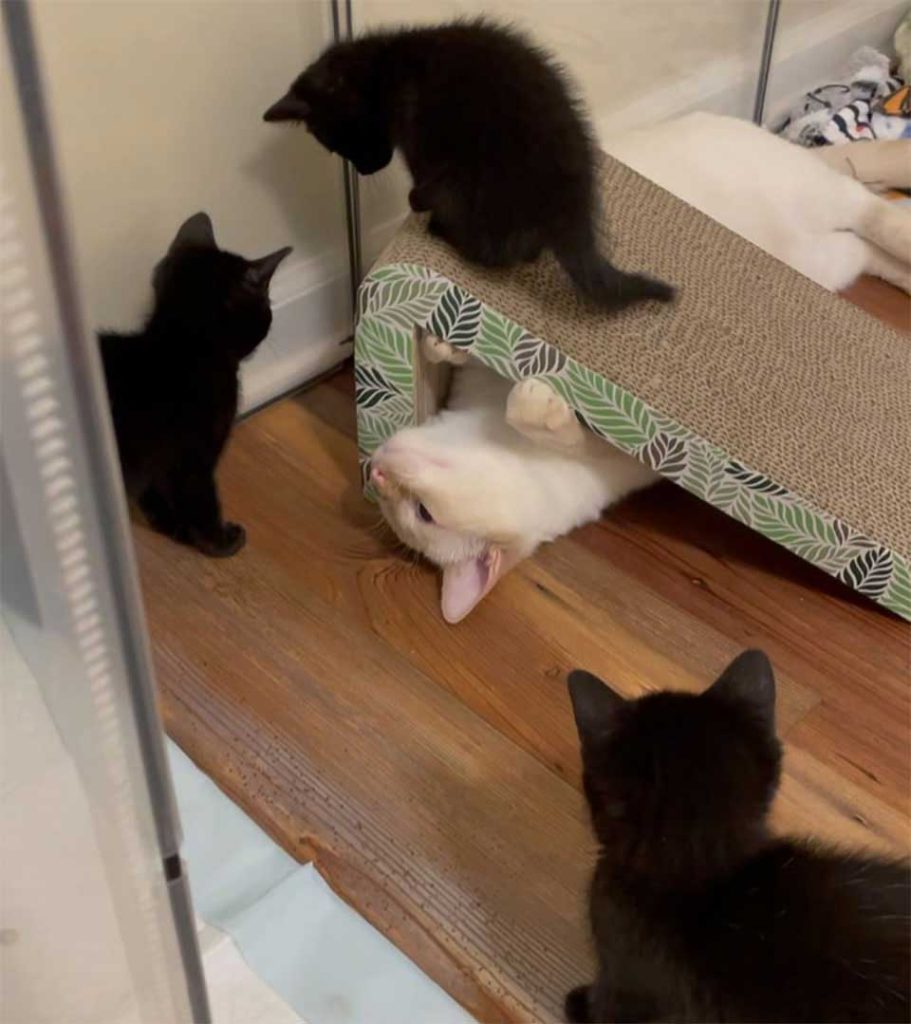 cat accepts kittens as its own