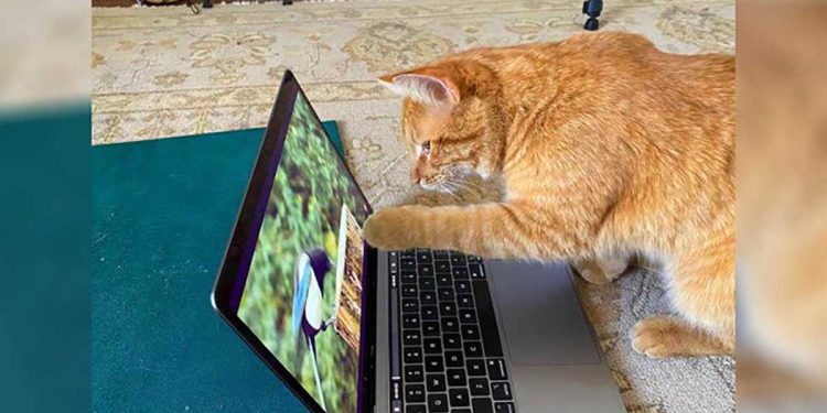 cat appears house woman watch videos birds