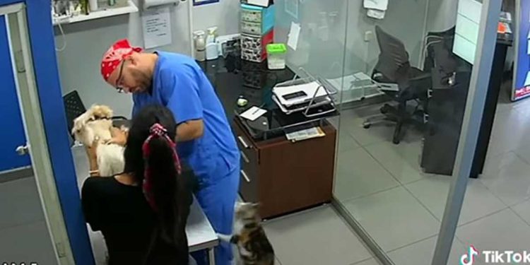 cat defends vet vaccinated puppy