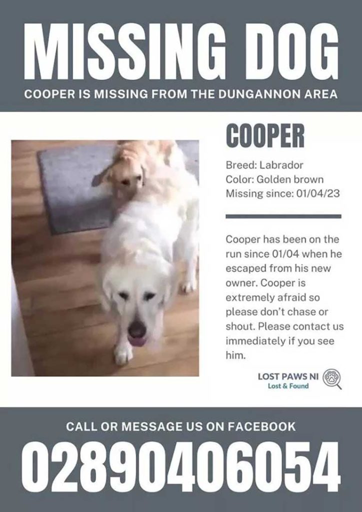 cooper dog walked 27 days search his former owners