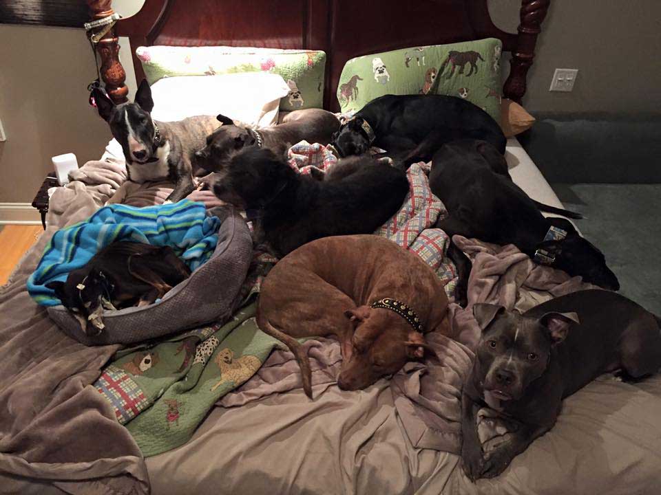 couple adopted many dogs bigger bed