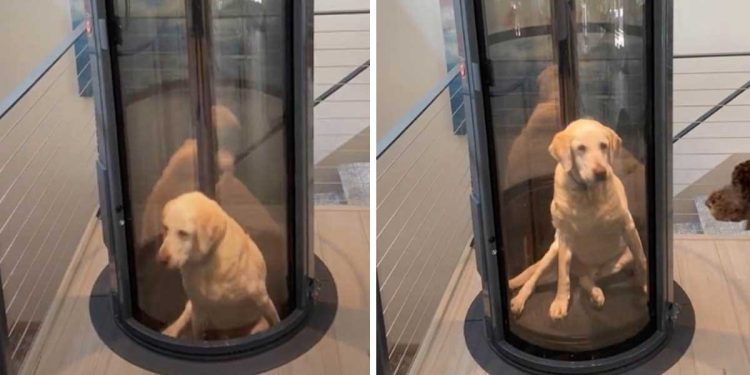 couple made elevator dog dysplasia