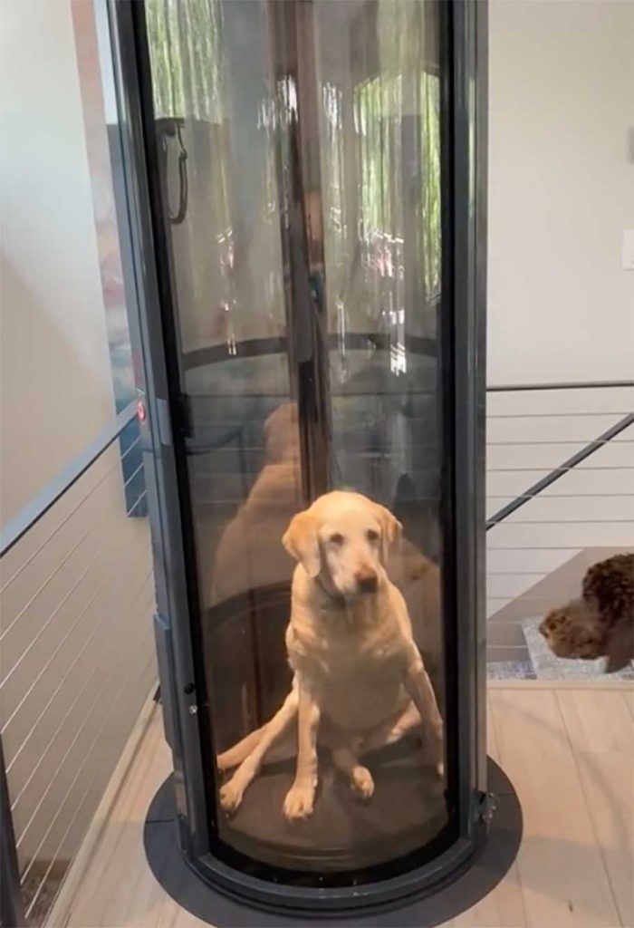 couple made elevator dog dysplasia