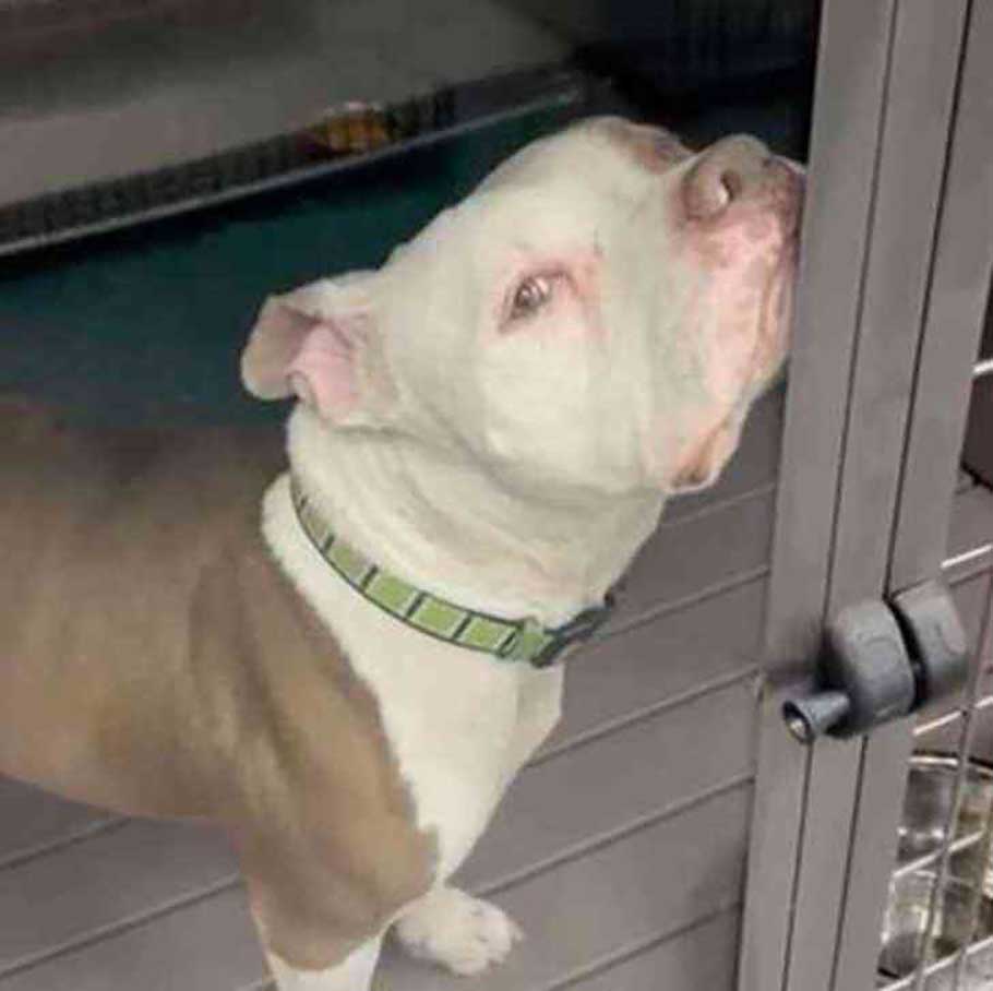 dog leans chin against kennel door getting noticed looking for home
