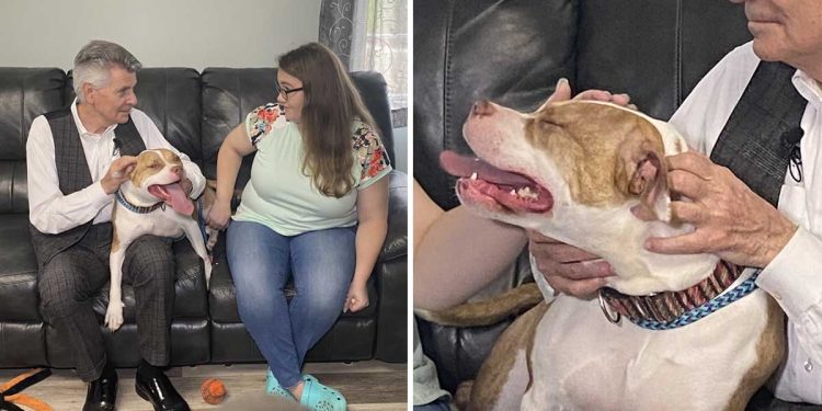 dog spent more than 700 days foster care waiting adopted