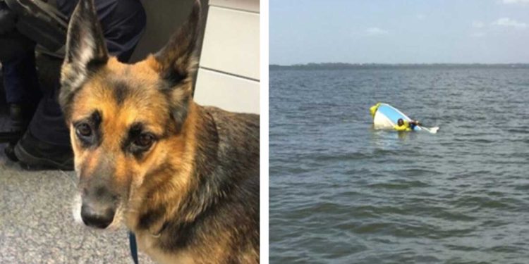 dog swam 11 hours save owner victim accident