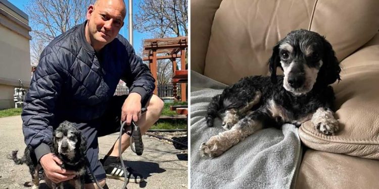 firefighter adopts dog saved highway