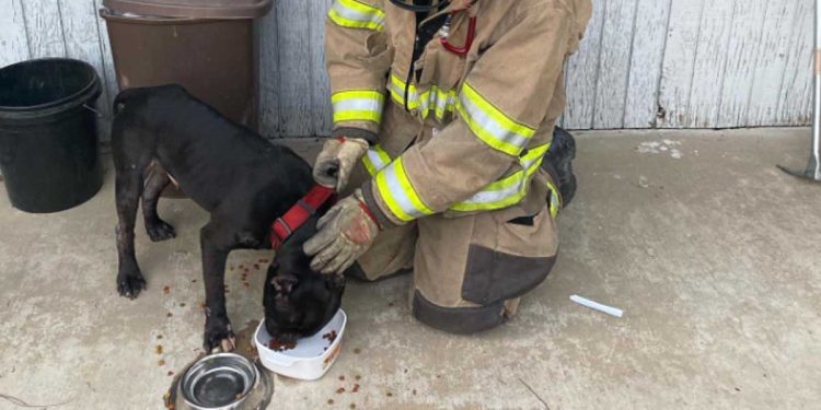 firefighters rescue puppy spent week abandoned apartment