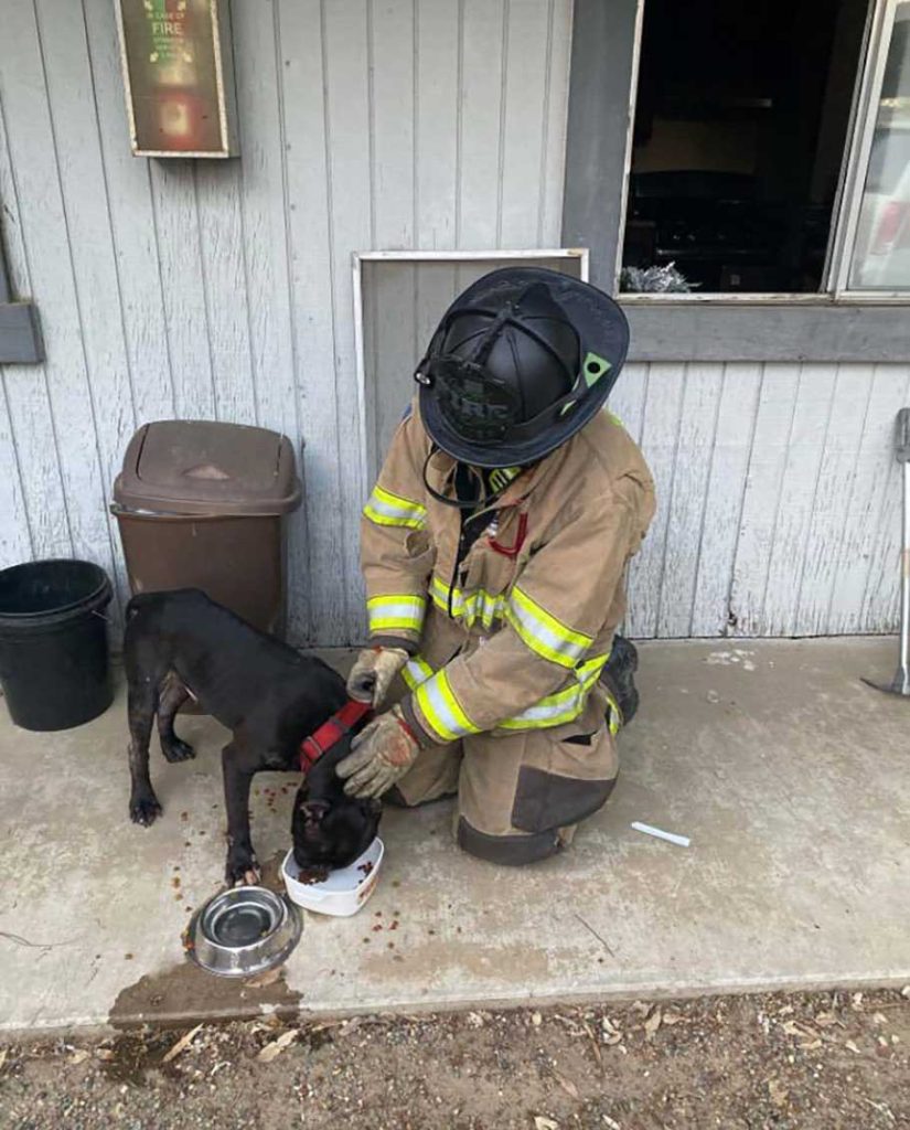 firefighters rescue puppy spent week abandoned apartment