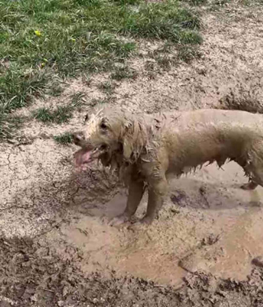 golden retriever rolled around in the mud took 2 days to clean him up