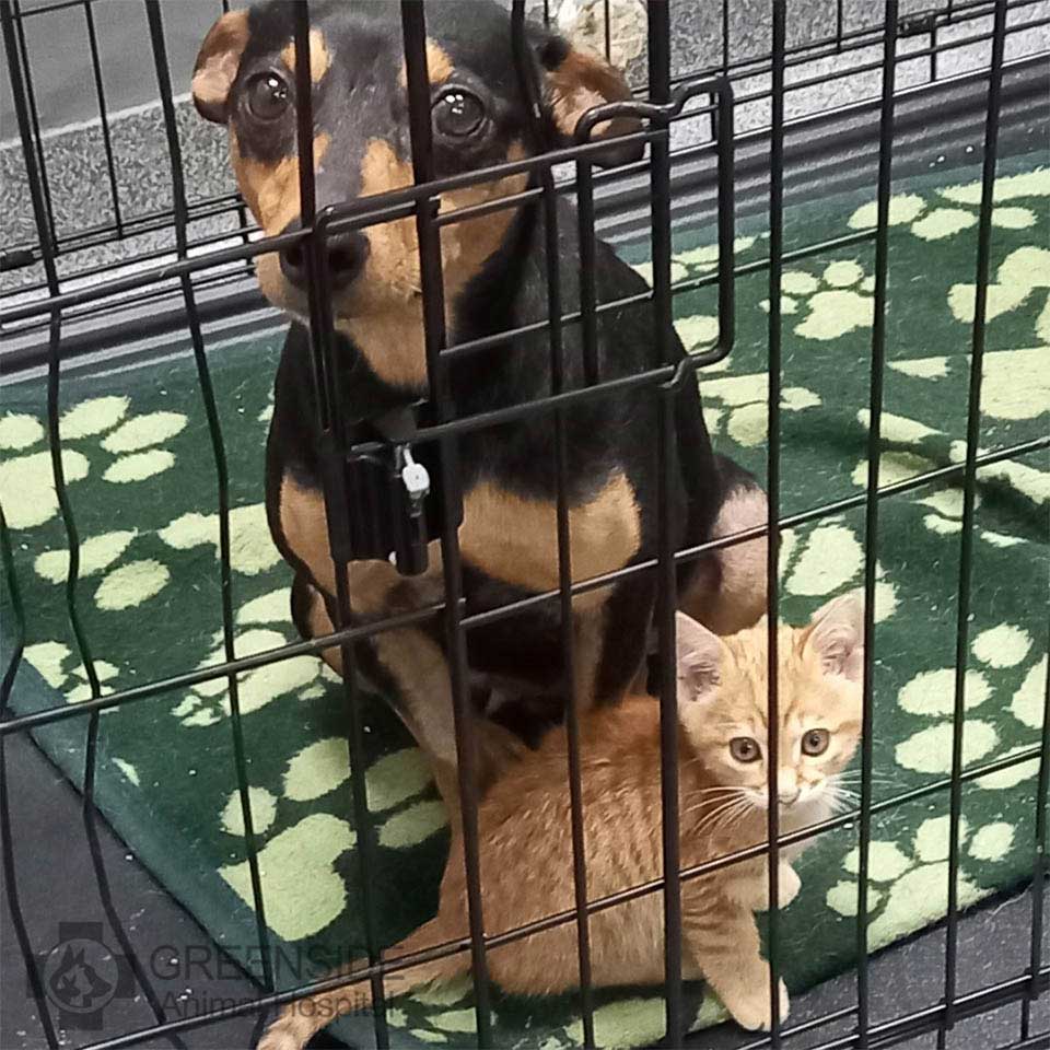 kitten keeps company dog scared vet
