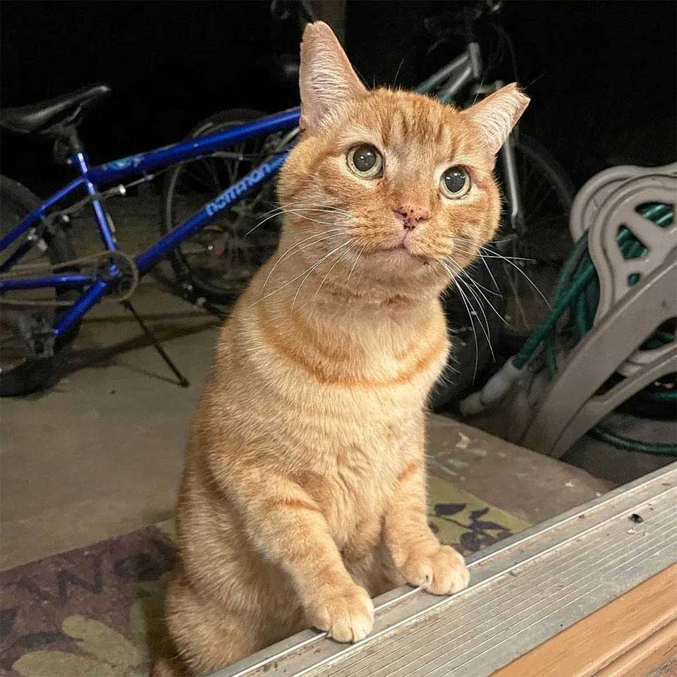 kitten needs constant companionship convinces cat porch enter house
