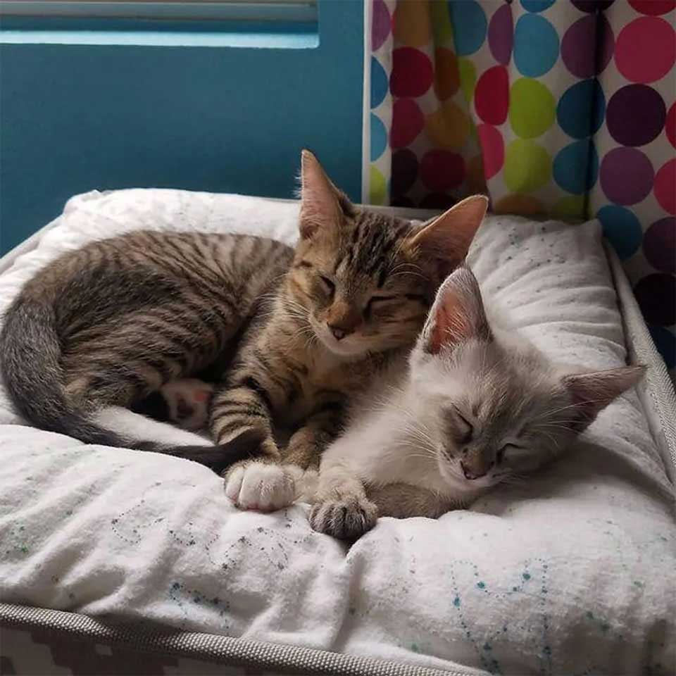 kittens form cutest bond to stay together