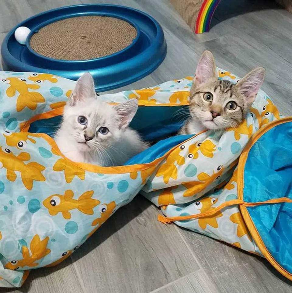kittens form cutest bond to stay together