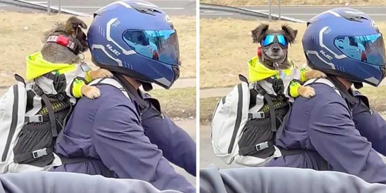 motorcyclist filmed carrying dog with glasses