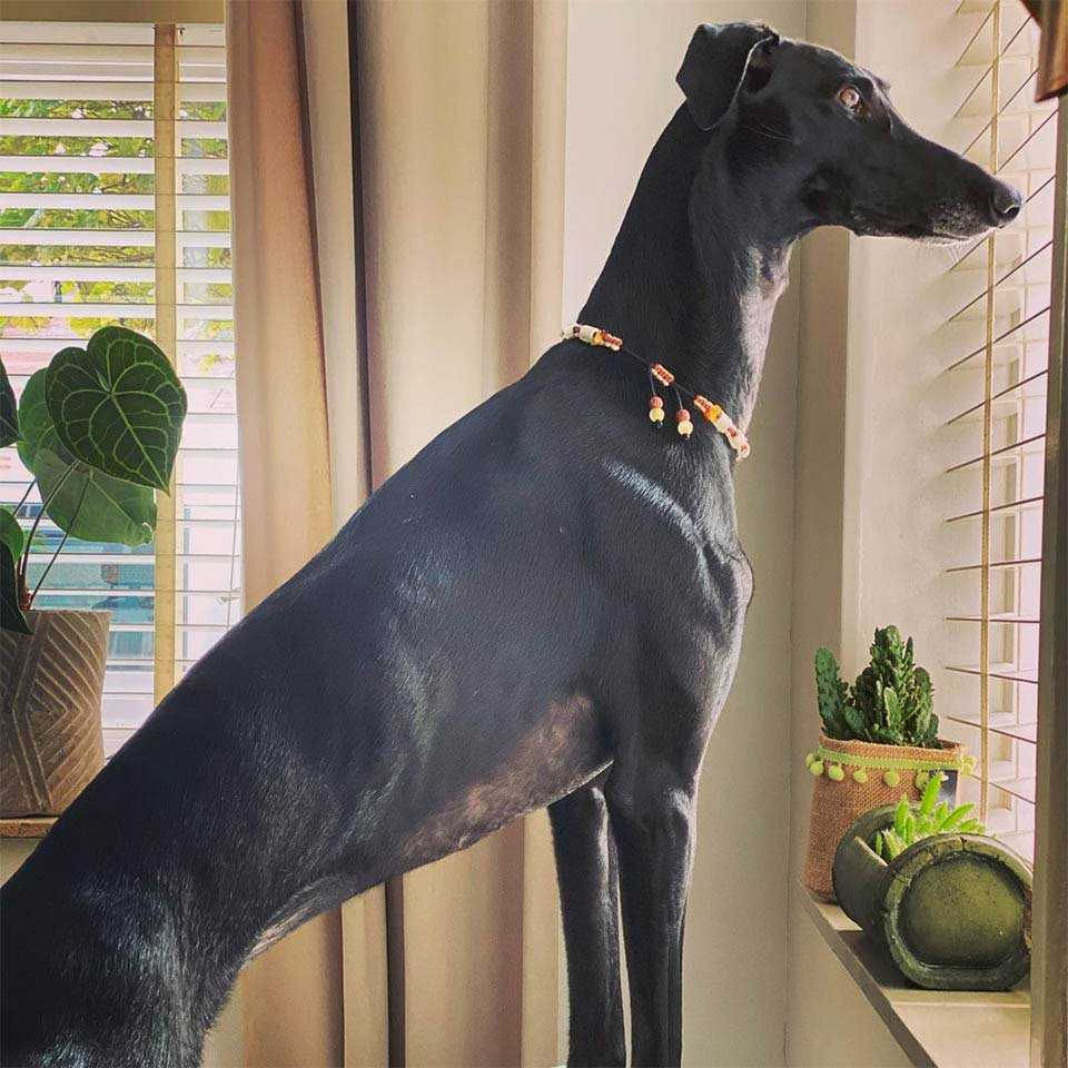 rescued long neck dog finds home