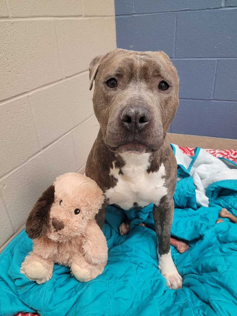 shelter dog missing one ear modifies favorite toy